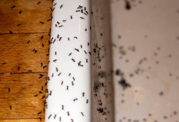 Best Insect Control  in Tomah, WI